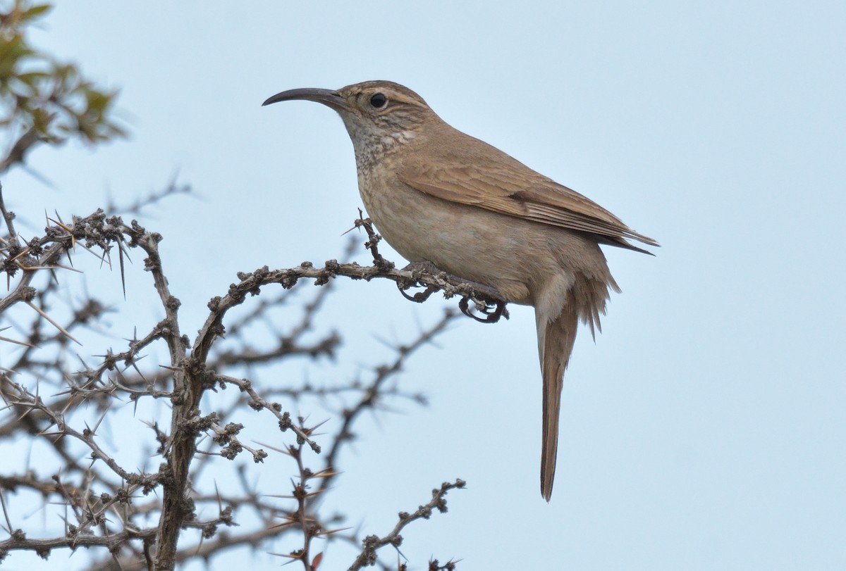 Scale-throated Earthcreeper - ML642555208
