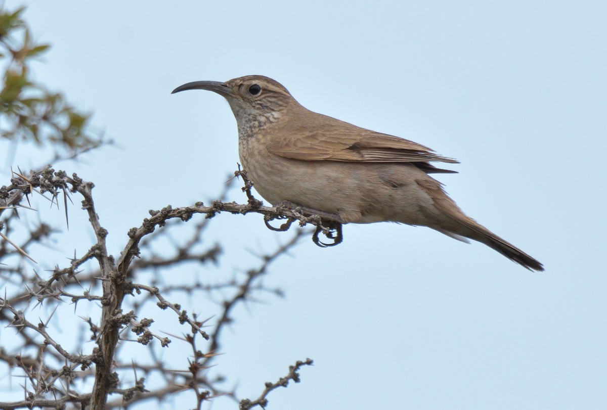 Scale-throated Earthcreeper - ML642555209