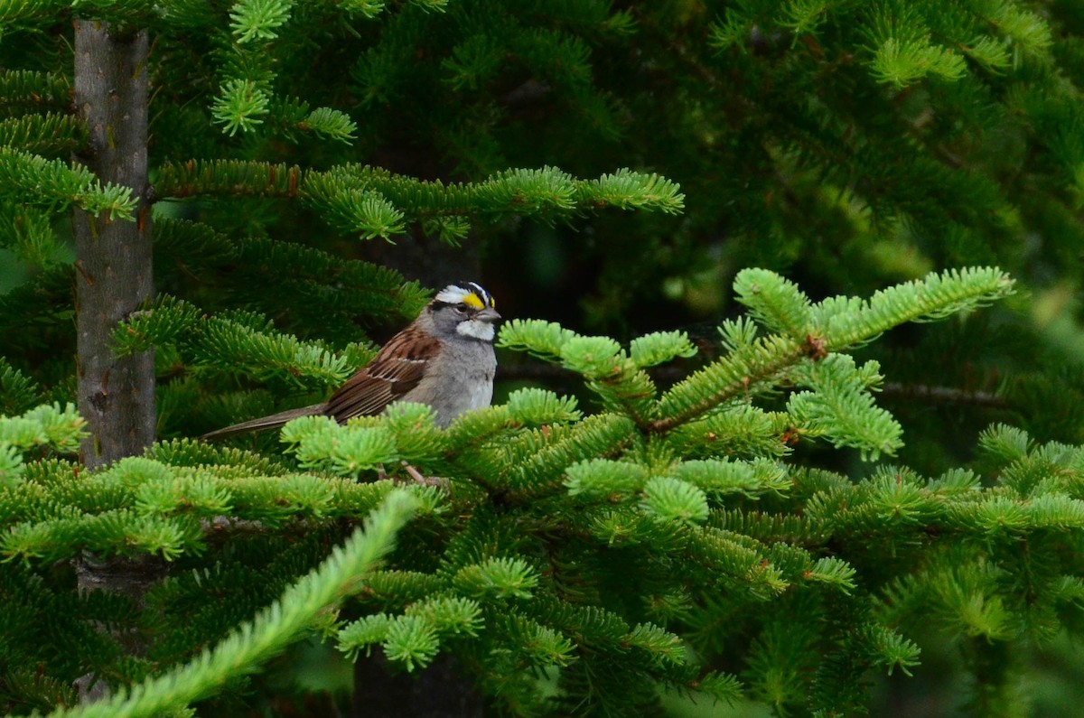 White-throated Sparrow - ML64255521