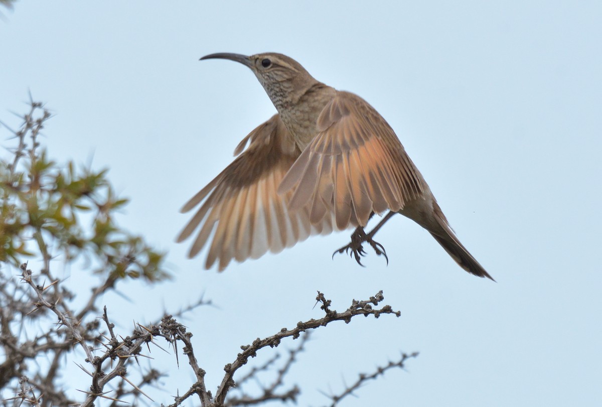 Scale-throated Earthcreeper - ML642555210