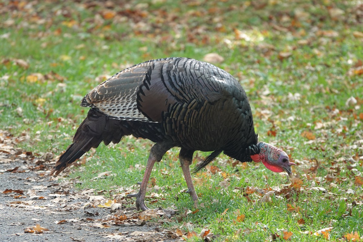 Wild Turkey - ML642555211