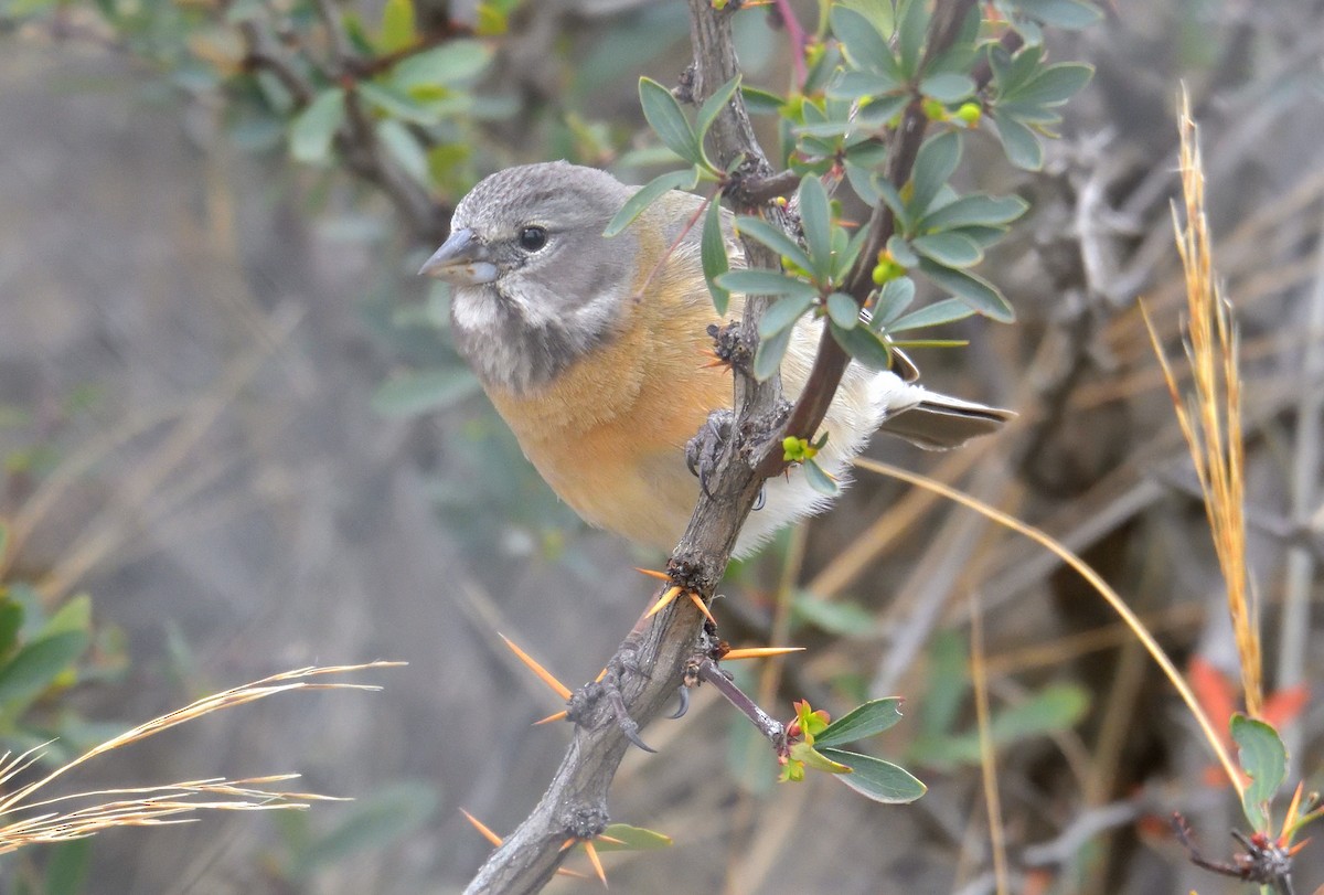 Gray-hooded Sierra Finch - ML642555223
