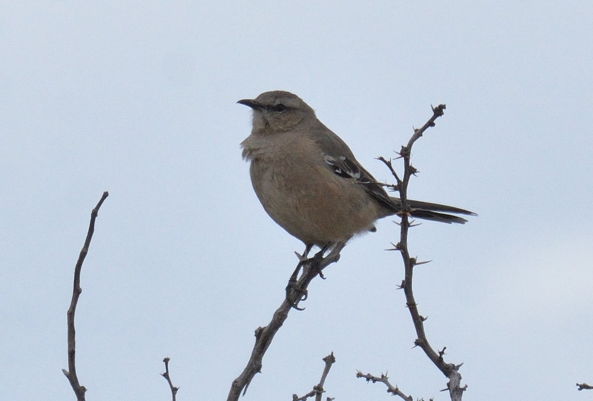 Patagonian Mockingbird - ML642555235