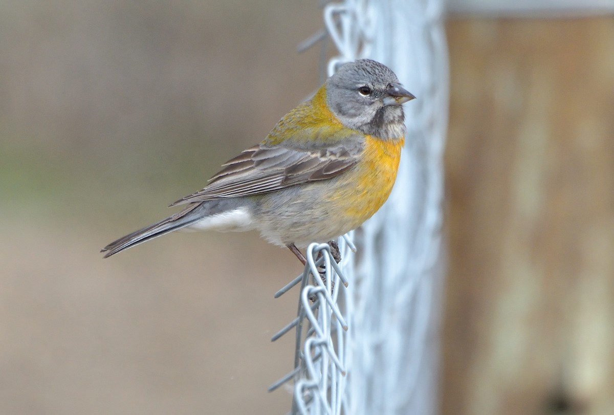 Gray-hooded Sierra Finch - ML642555264