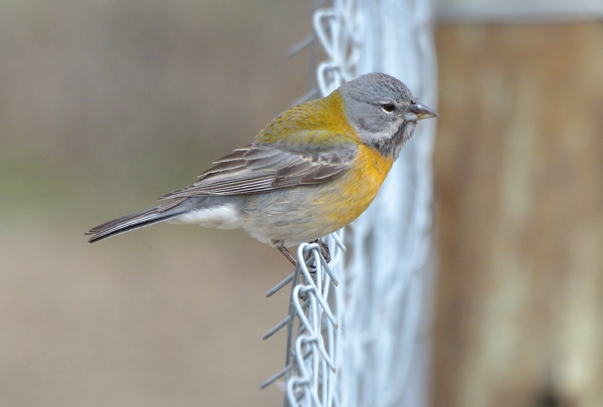 Gray-hooded Sierra Finch - ML642555265