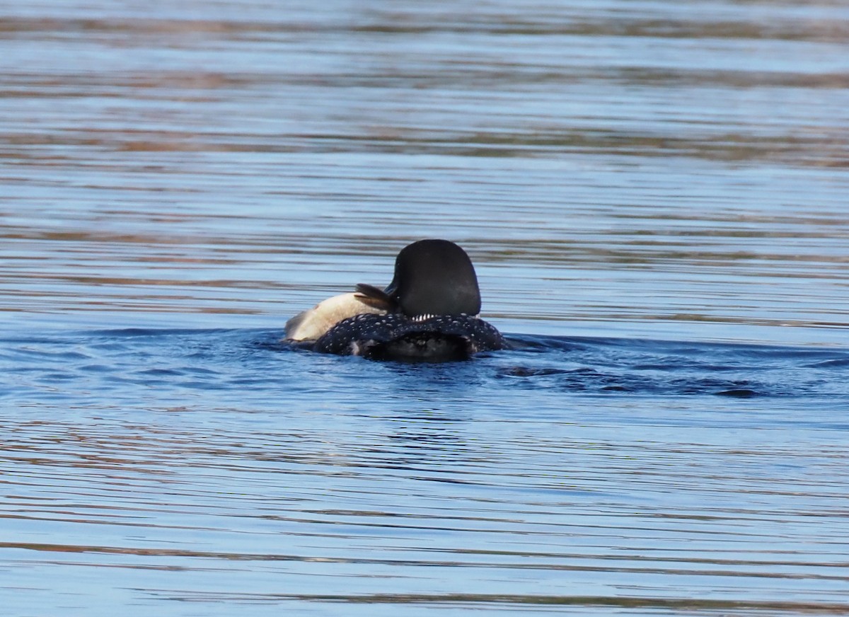 potáplice lední - ML642555296