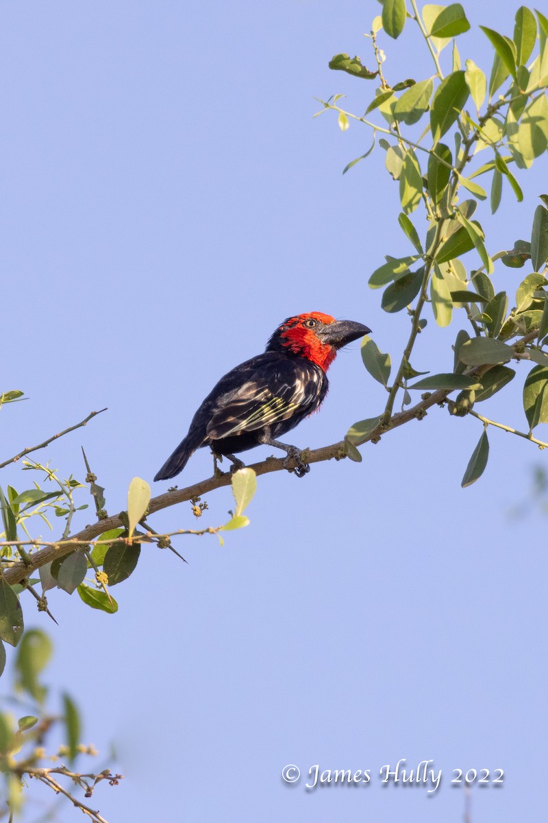 Черноклювая либия - ML642555298