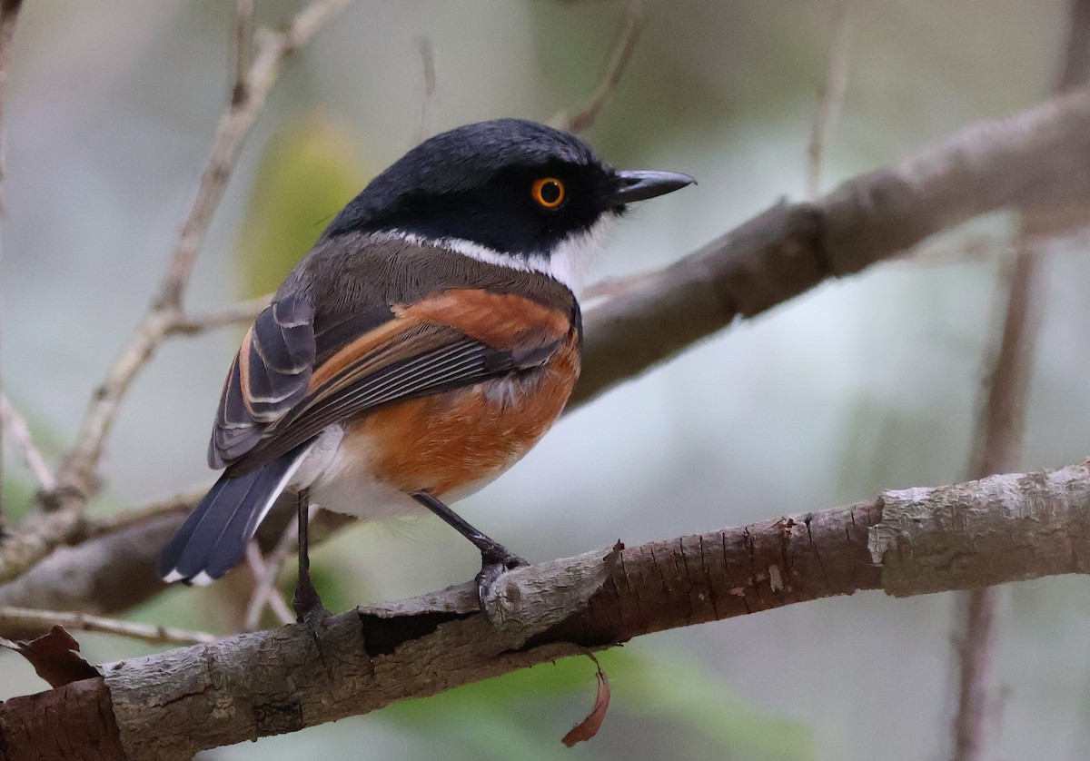 Cape Batis (Cape) - ML642555318