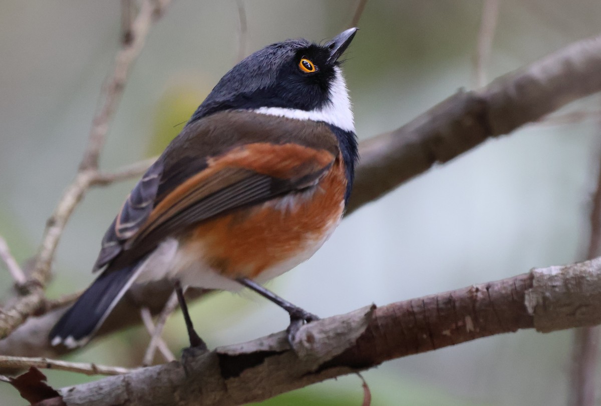Cape Batis (Cape) - ML642555328