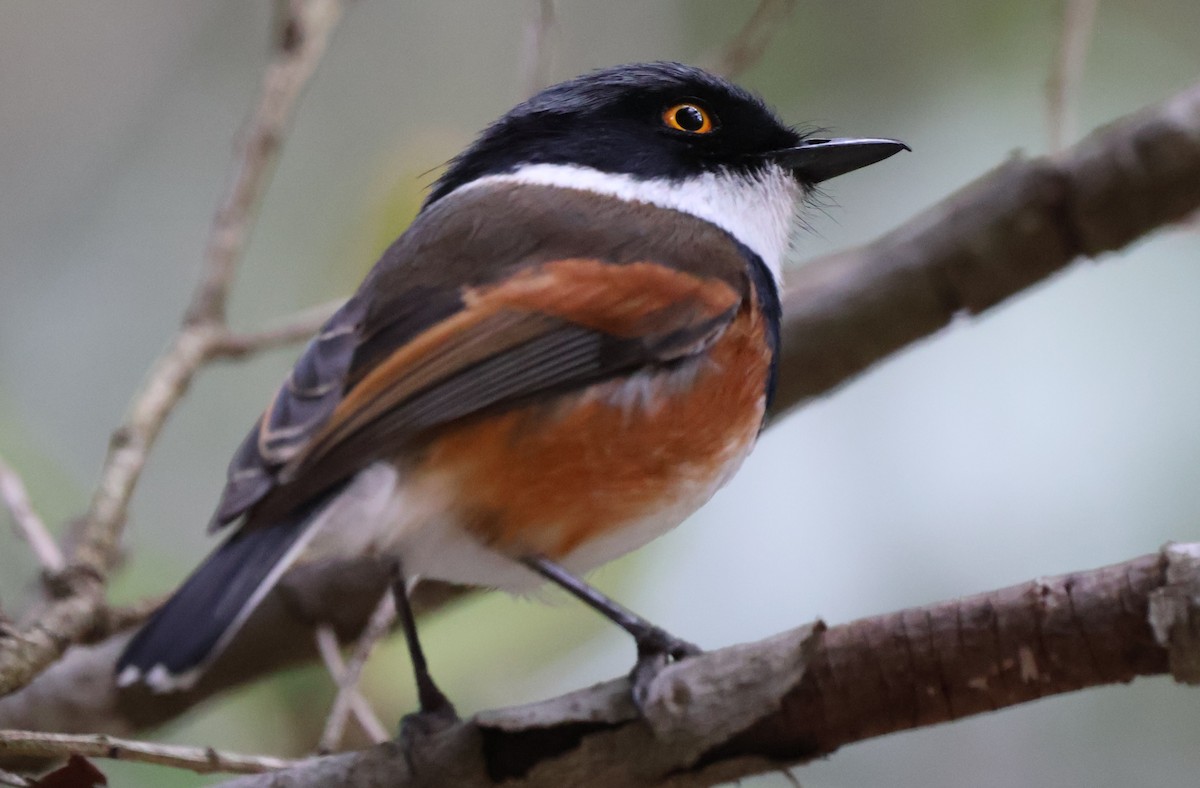 Cape Batis (Cape) - ML642555331