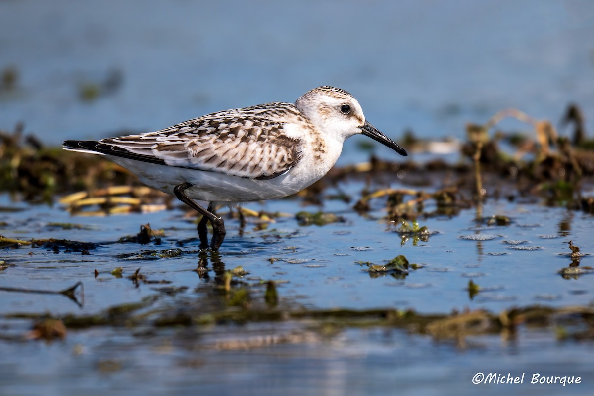 Sanderling - ML642555333