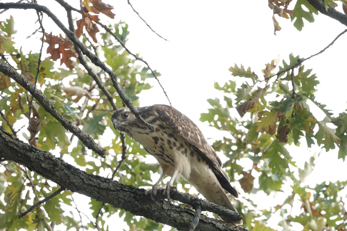 Cooper's Hawk - ML642555350