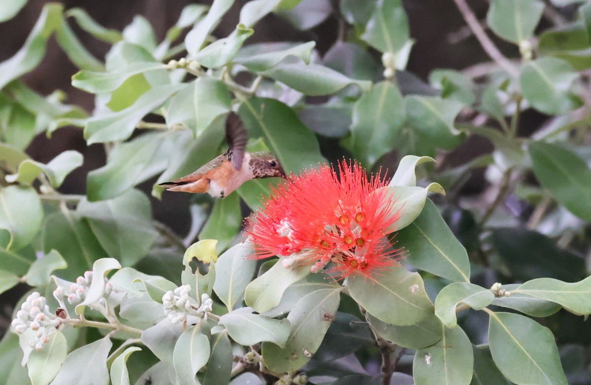 Allen's Hummingbird - ML642555358