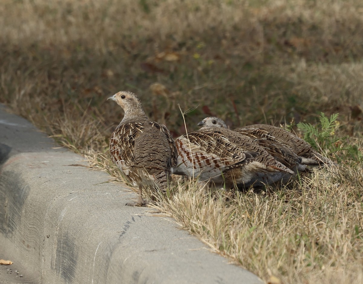 Gray Partridge - ML642555372