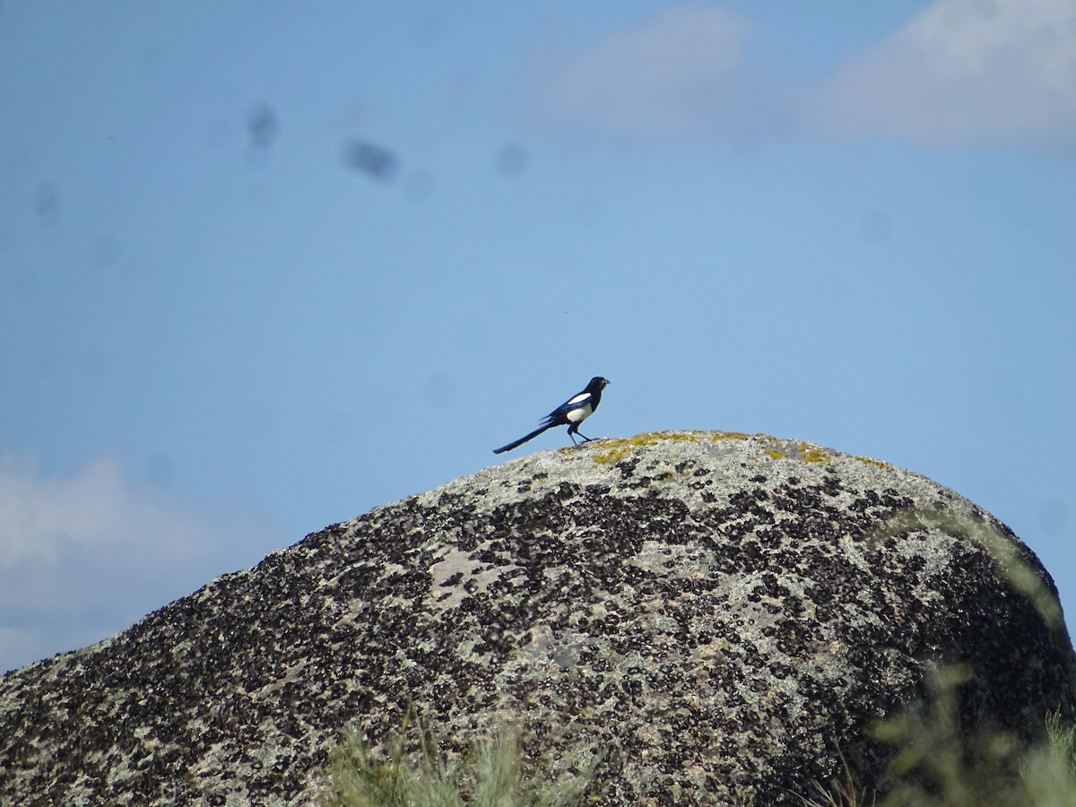 Eurasian Magpie - ML642555401