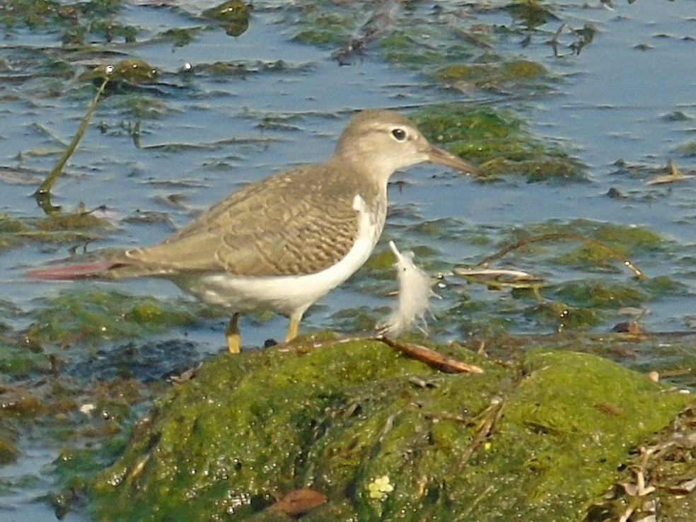 Spotted Sandpiper - ML642555411