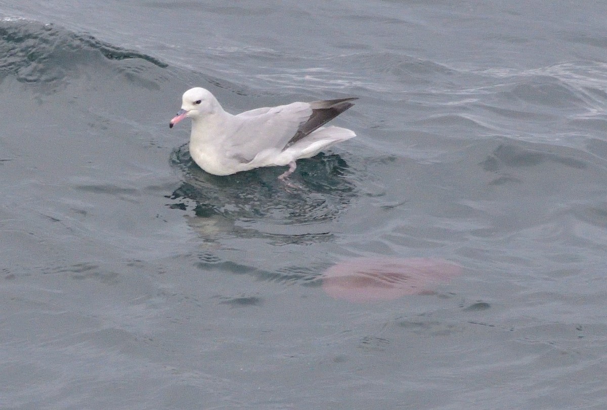 Southern Fulmar - ML642555416
