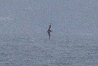White-chinned Petrel - ML642555433