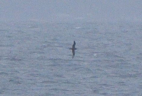 White-chinned Petrel - ML642555434