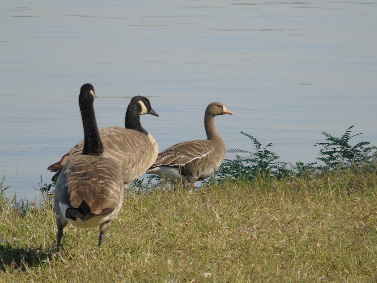 Canada Goose - ML642555448