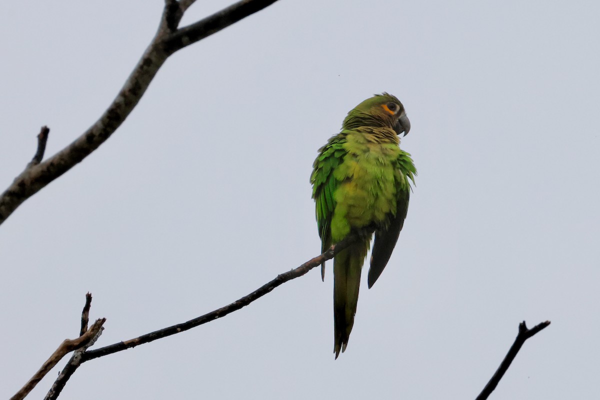 Brown-throated Parakeet - ML642555471