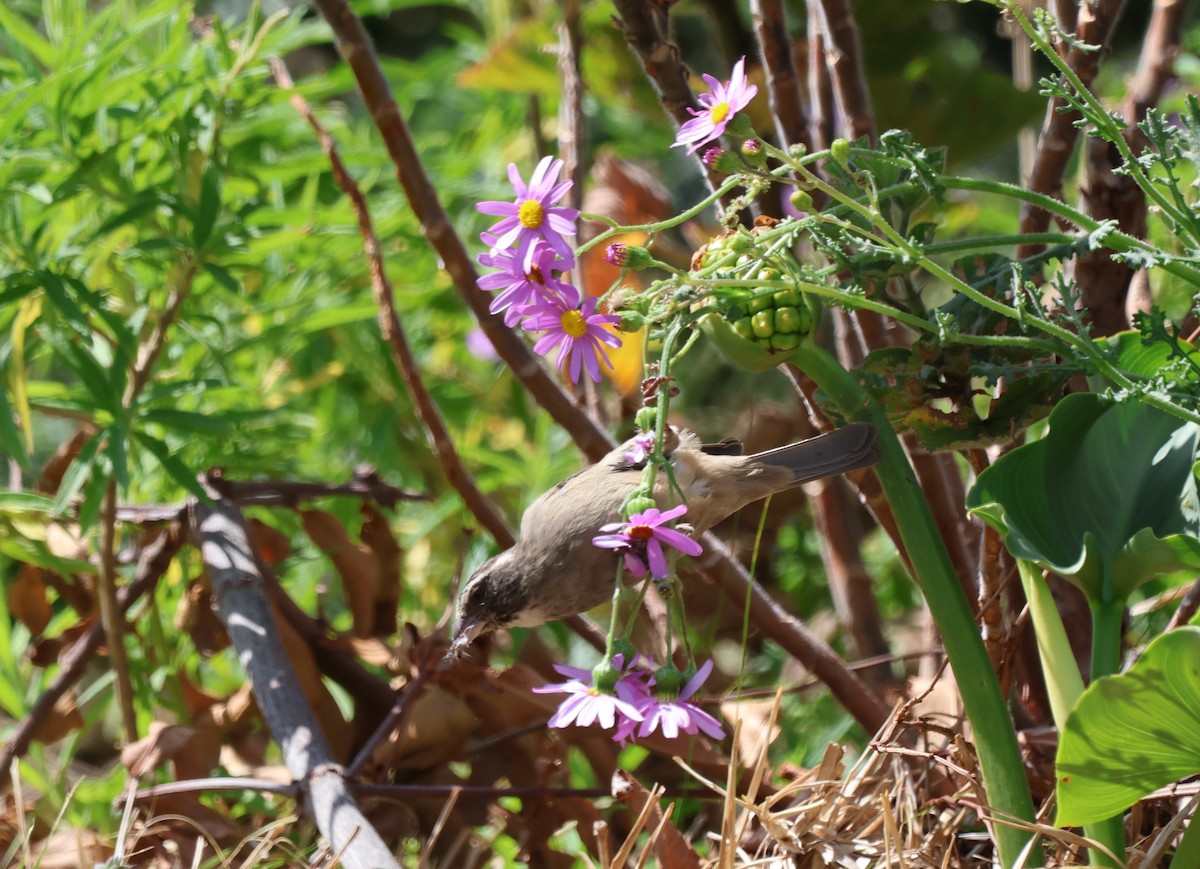 Streaky-headed Seedeater - ML642555472