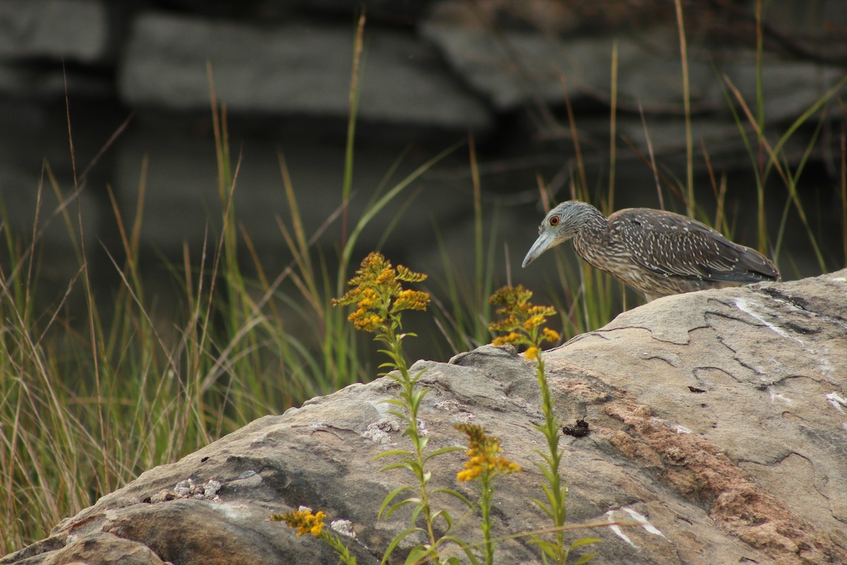 Yellow-crowned Night Heron - ML642555475