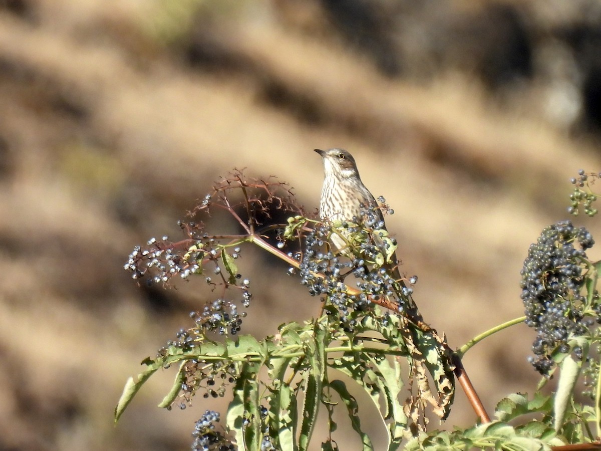 Sage Thrasher - ML642555500