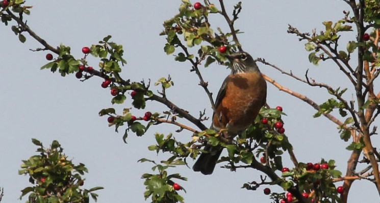 American Robin - ML642555504