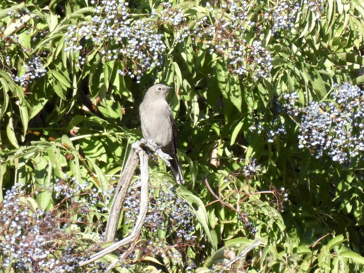 Townsend's Solitaire - ML642555511