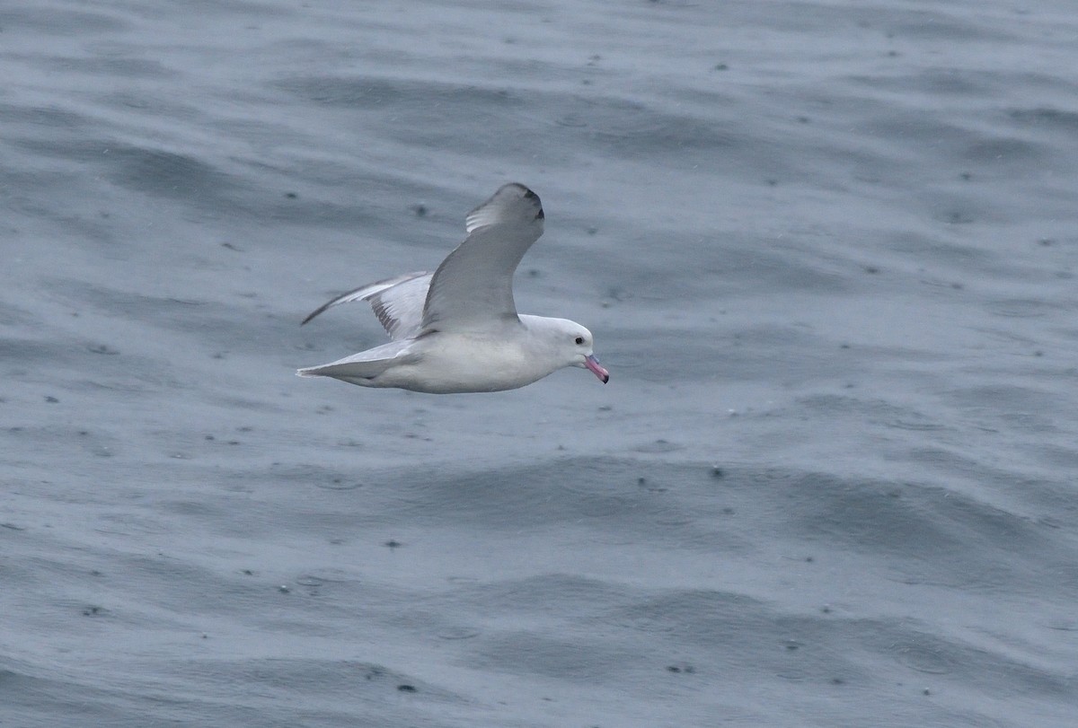 Southern Fulmar - ML642555513