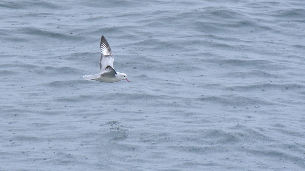 Southern Fulmar - ML642555514