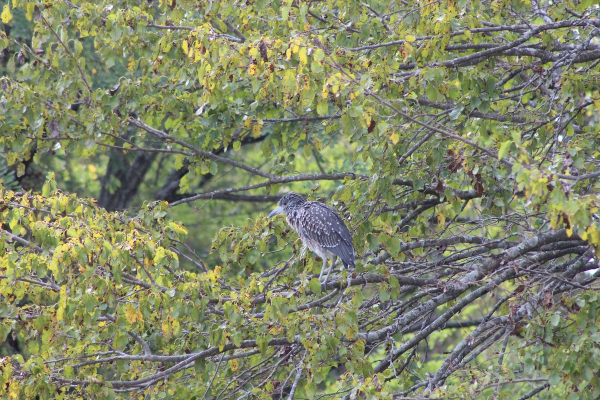Yellow-crowned Night Heron - ML642555527