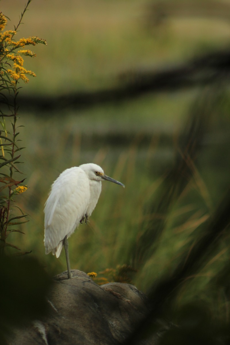 Snowy Egret - ML642555541