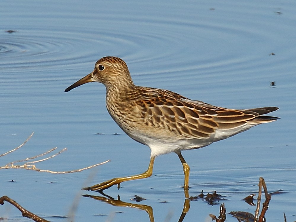 Pectoral Sandpiper - ML642555546
