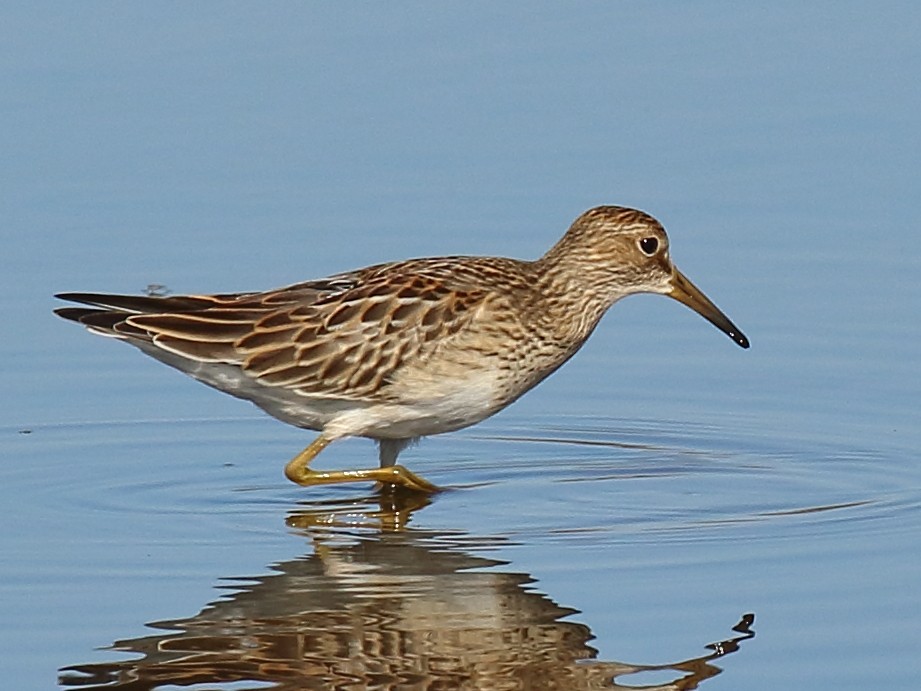 Pectoral Sandpiper - ML642555547
