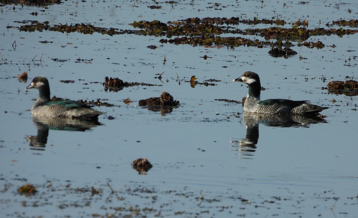 Green Pygmy-Goose - ML642555554