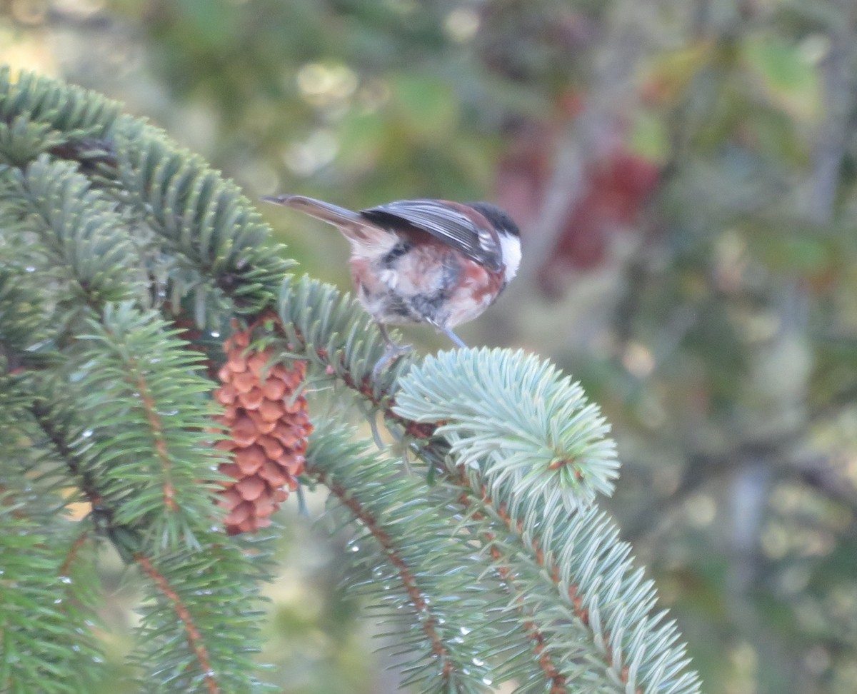 Гаїчка рудоспинна - ML642555558