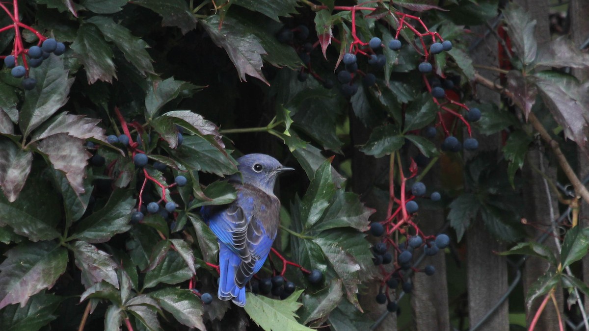 Western Bluebird - ML642555566