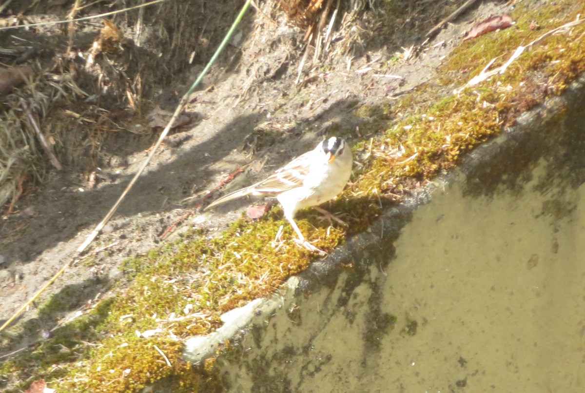 Бруант білобровий - ML642555568