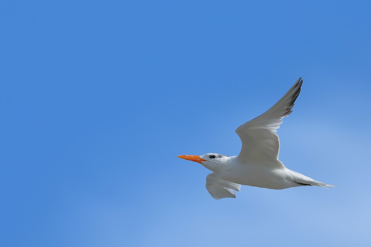 Royal Tern - ML642555638