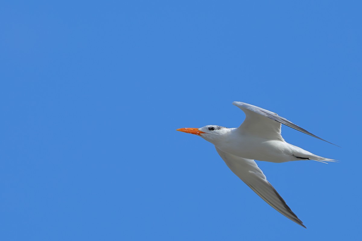 Royal Tern - ML642555639