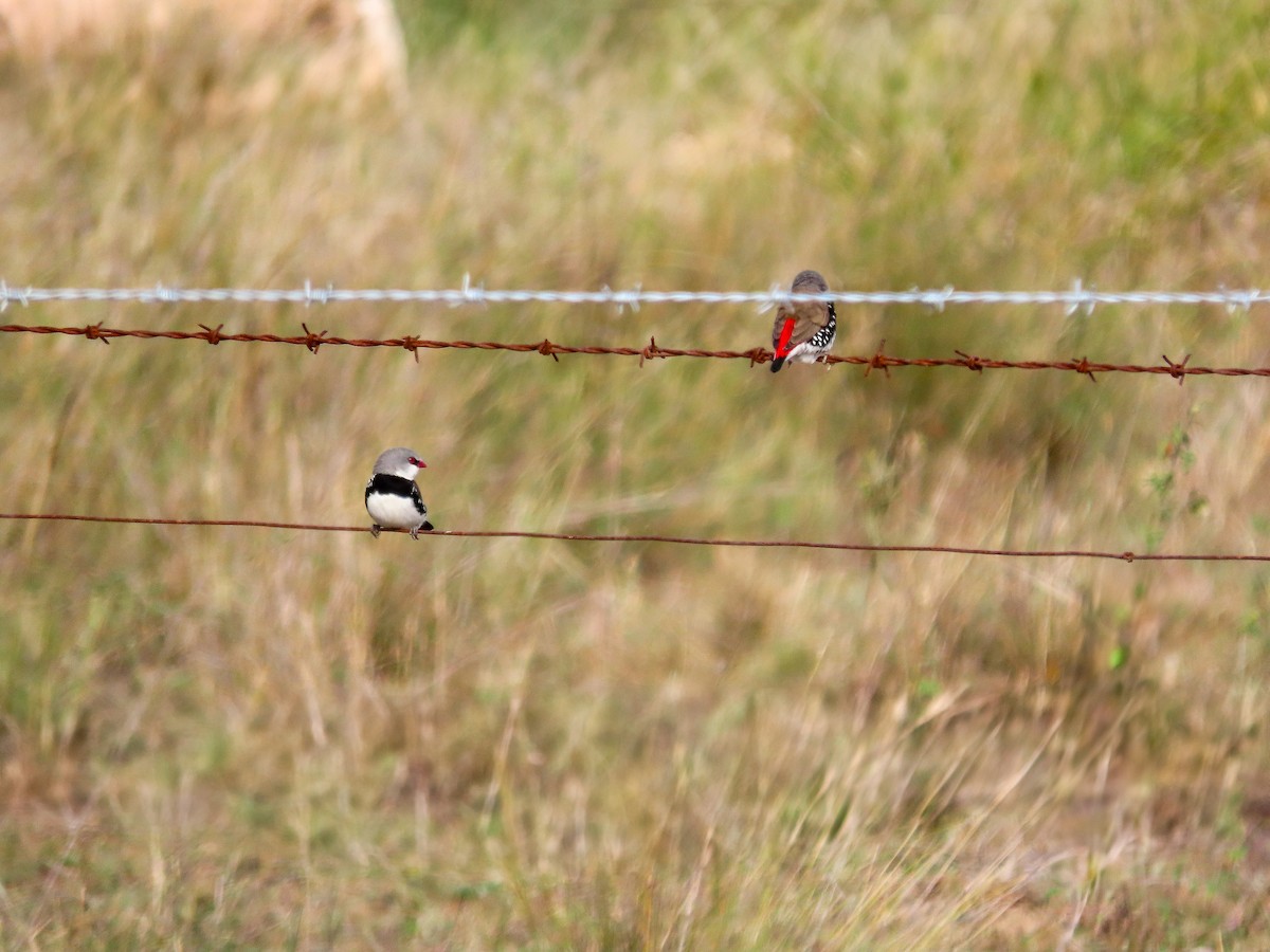 Diamond Firetail - ML642555643