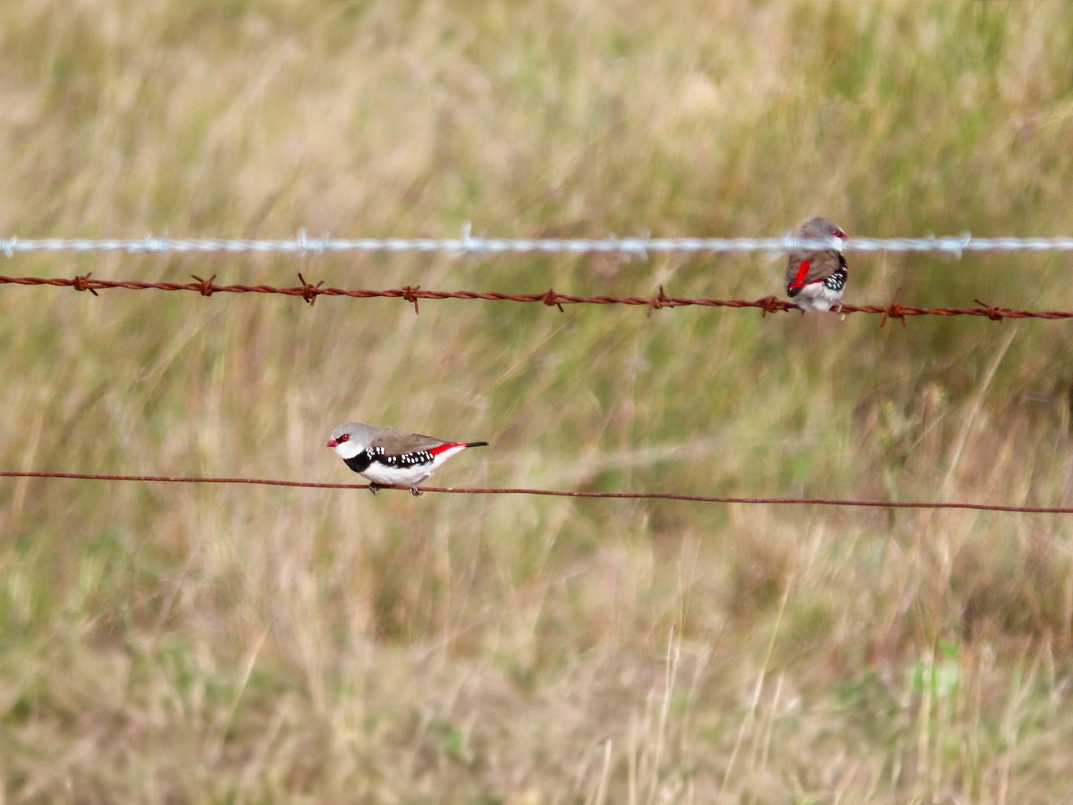 Diamond Firetail - ML642555644