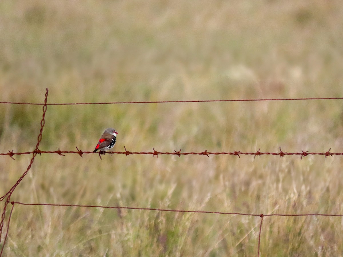 Diamond Firetail - ML642555645