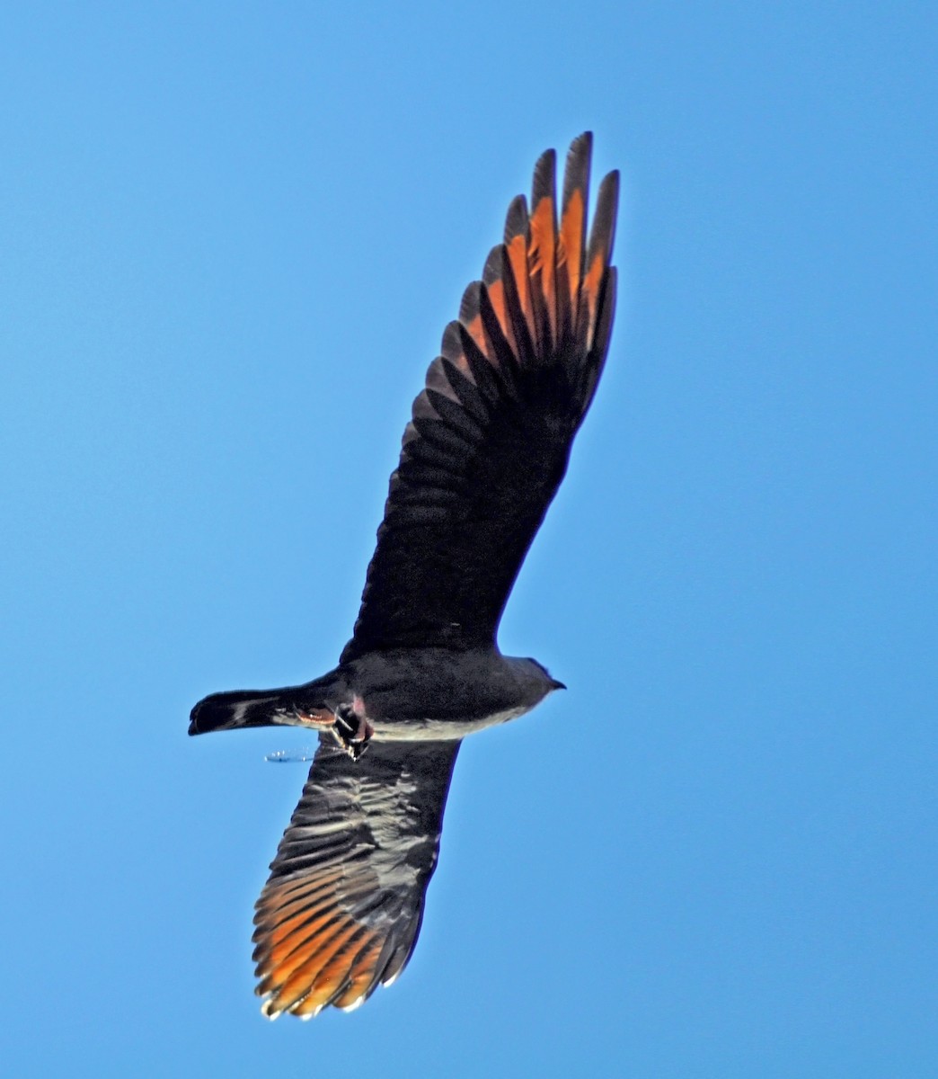 Plumbeous Kite - ML642555649