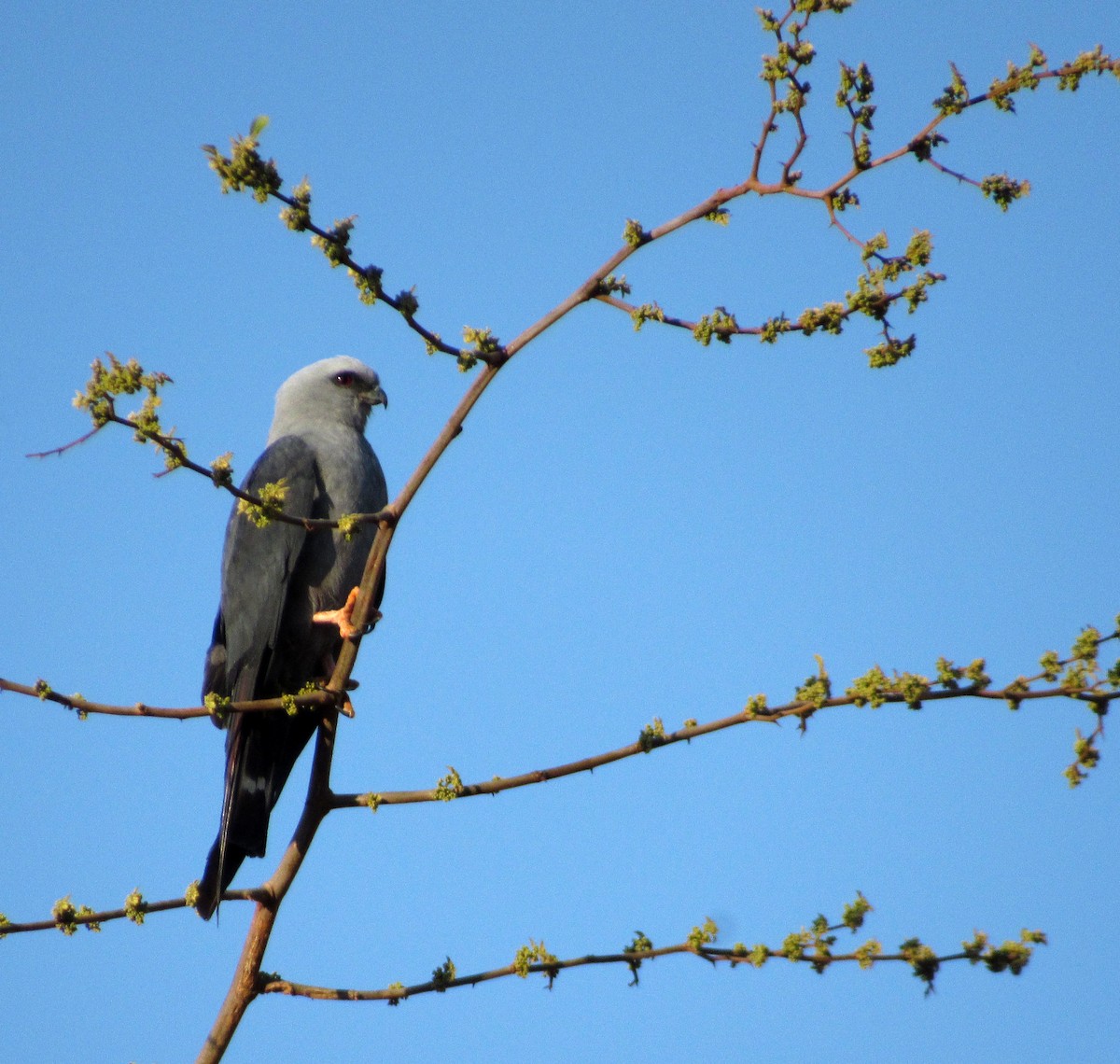 Plumbeous Kite - ML642555657