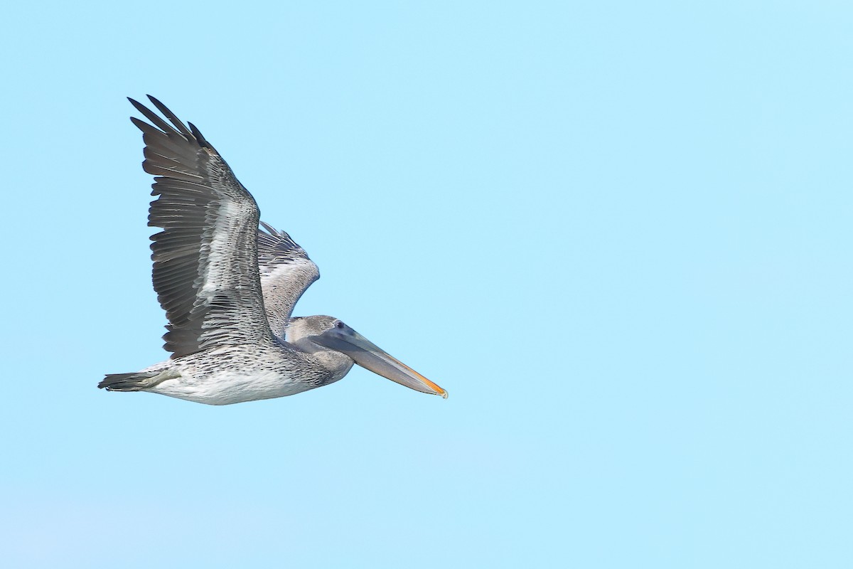 Brown Pelican - ML642555660