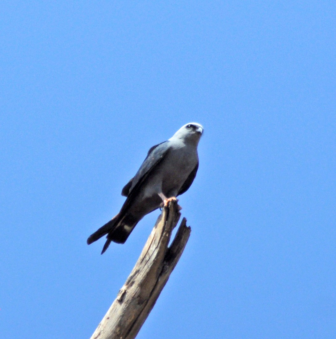 Plumbeous Kite - ML642555661