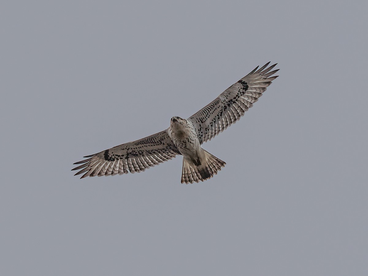 Ferruginous Hawk - ML642555669